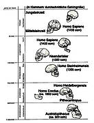 Menschentwicklung und Gehirngröße